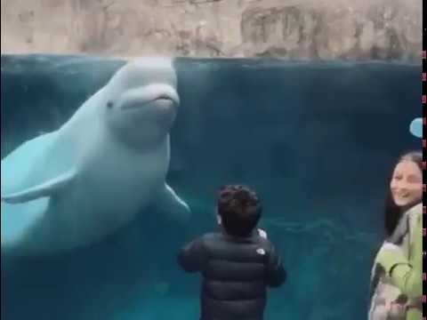 Кажется, он не любит, когда на него глазеют