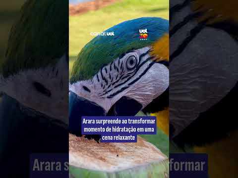 A arara-canindé chamou a atenção ao ser gravada aproveitando uma água de coco