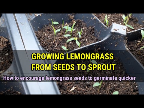 How to grow LEMONGRASS from seed to sprout | How to encourage lemongrass seed to germinate quicker