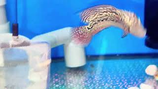 Red kamfa 2 ngón 500k sdt zalo 0938882816