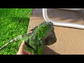 Kermit The Iguana