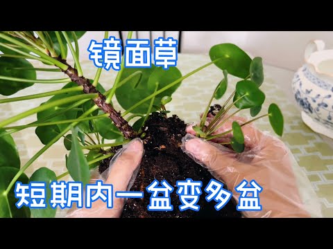 鏡面草繁殖