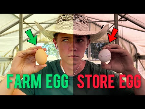 Grocery Eggs VS Farm Eggs | Which Tastes Better?