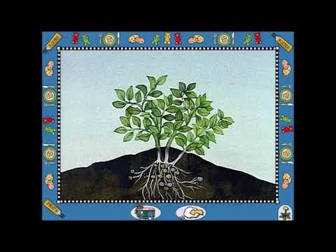 So entsteht die Kartoffel