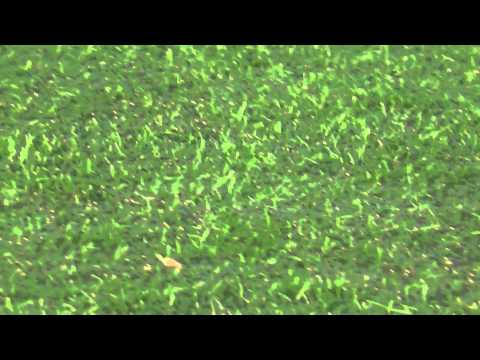 29 nov 2014 VV De Meern D3 - Lopik D1 com 1-4 Doelpunt Lopik (1-4) sorry niet goed gefilmd