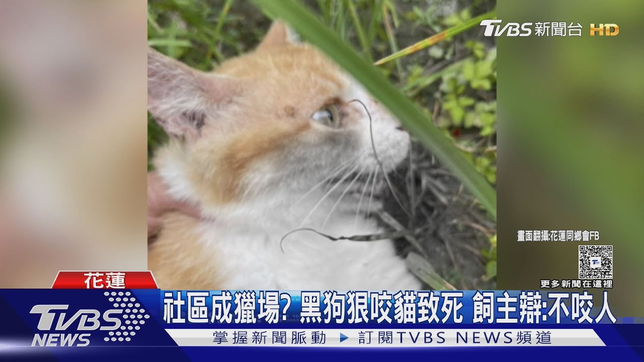 社區成獵場？黑狗狠咬貓致死　飼主辯：不咬人
