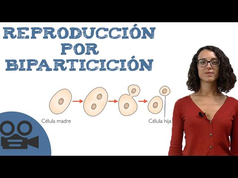 Descubre cómo REPRODUCEN las BACTERIAS - ¡¡RESUMEN + VÍDEOS!!