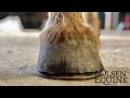 Satisfying!!! Easy to follow, Olsen Equine’s Barefoot Trim, a step by step guide to trimming a horse