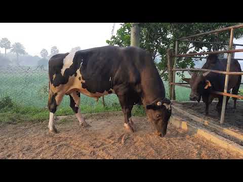 HF cross bulls of LTL (Harry & Henry)