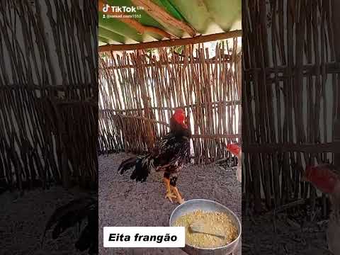 Criatorio ig tio San Pindoretama Ceará Frangão novo #indiogigante