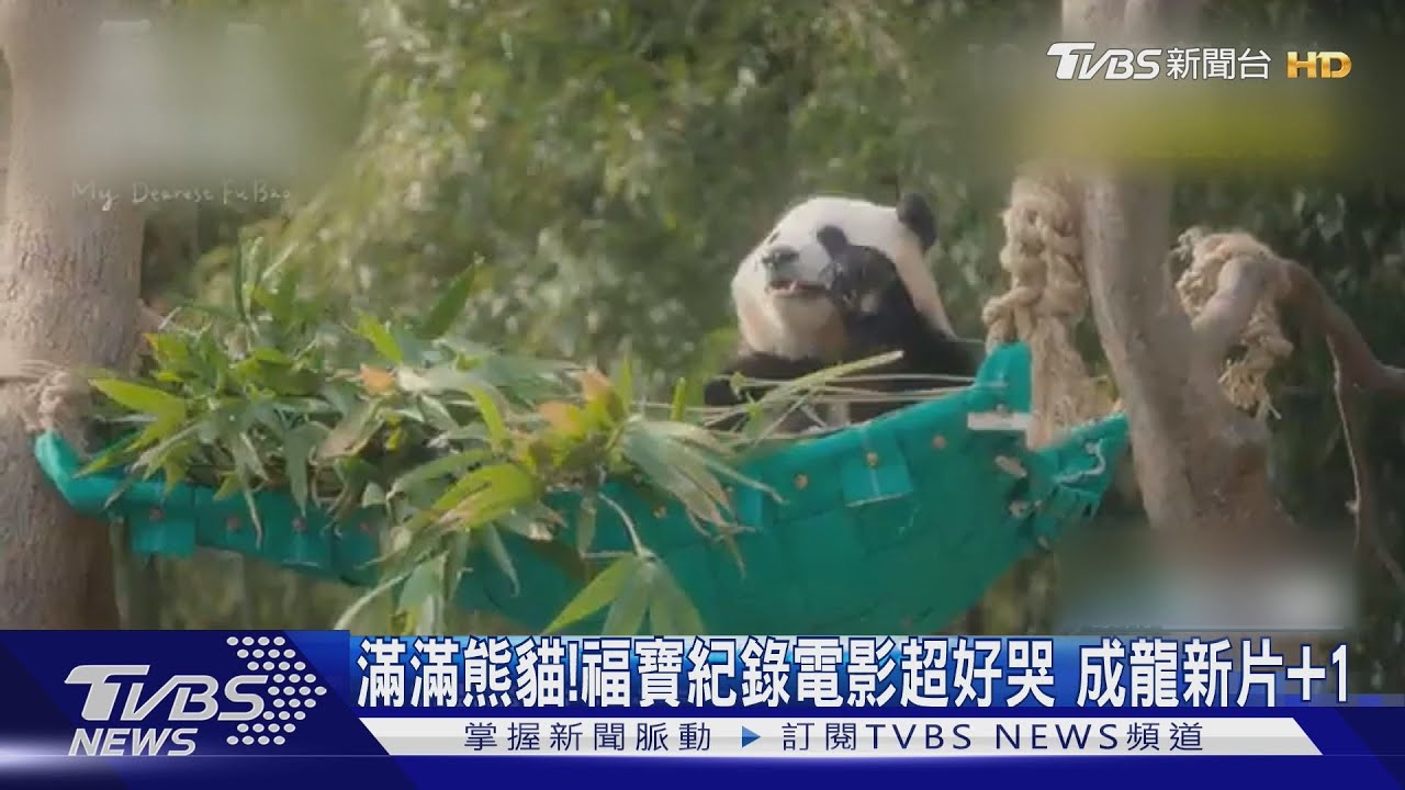 滿滿熊貓!福寶紀錄電影超好哭 70歲成龍竟也被收編