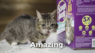Magic Trick: Lil BUB Appears On the New Scoop Away Box.