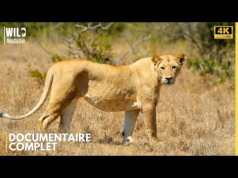 SAVANE INDOMPTABLE - Le Cœur de l’Afrique Sauvage | Documentaire Animalier