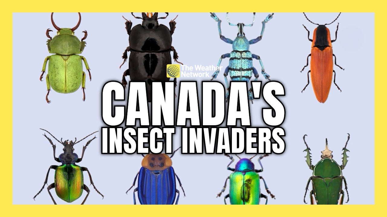 Canada’s farms and forests face a growing threat as invasive beetles gain ground