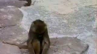 Download lagu monkey seeing its reflection mp3