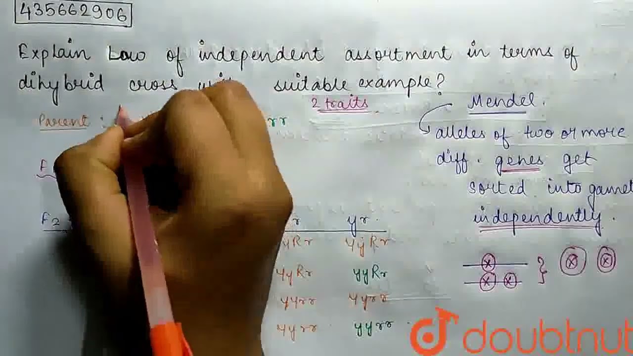 Explain law of independent assortment in terms of dihybrid cross with suitable example? | CLASS ...