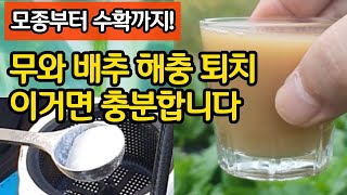 김장 무와 배추 벌레 빈틈없이 막아주는 해충 퇴치법 - 모종부터 수확까지! 이거면 충분합니다