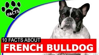 Dogs 101: French Bulldogs - Animal Facts