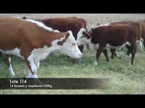 Lote 14 Vaquillonas 1 a 2 años Polled Hereford 330kg -  en RUTA 2 KM 160