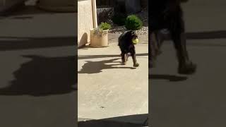 Video preview image #1 Cocker Spaniel Puppy For Sale in Sherman Oaks, CA, USA