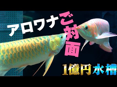 園芸 ワイルドロケット、多年生ロケット、狭葉性双生性ロケット、イエローロケット