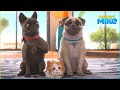Duchess In Charge Mighty Mike 75 Compilation Cartoon For Kids