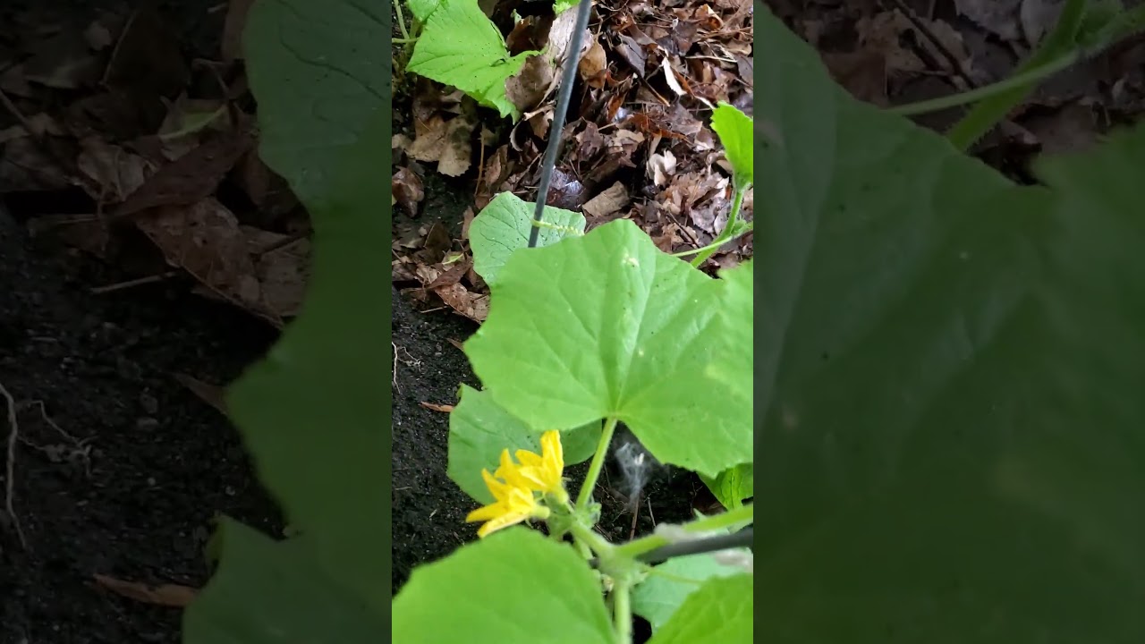 Reusing leaves.