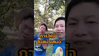 3 สาเหตุที่ทำให้ทุเรียนลูกเบี้ยว