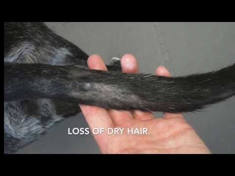 Tail Gland in  Dogs and Cats