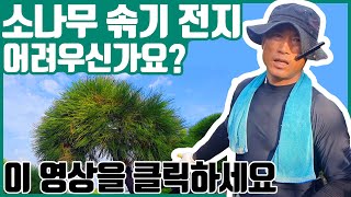 양태가 배웠던 방법으로 소나무 솎기전지 배우기! [전원주택 소나무 관리, 특수목 전지]