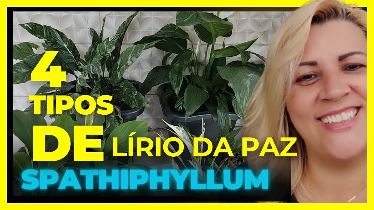 4 tipos de lírios da paz que tenho aqui Spathiphyllum - dessa vez vocês vão me ajudar