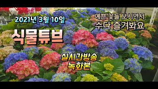 2021년 3월 10일 수요일  식물아빠와  예쁜식물들 보면서 수다 즐겨봐요~   #양재꽃시장 #식물튜브