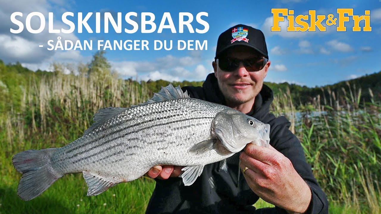 NY VIDEO: SOLSKINSBARS – SÅDAN FANGER DU DEM