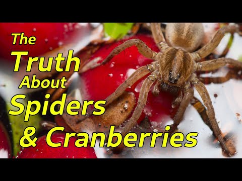 The Truth About Spiders and Cranberries