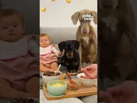 Dad Feeds Baby and Dogs While Eating Simultaneously