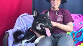 Video preview image #1 German Shepherd Dog-Huskies  Mix Puppy For Sale in Pasadena, CA, USA