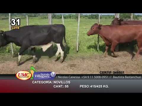 Lote 55 Novillos en Goya, Corrientes