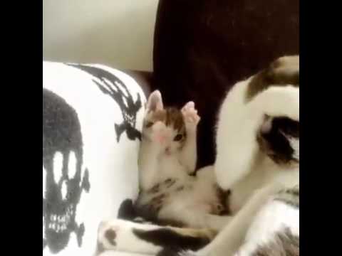 Copy Cat Kitten SHARE