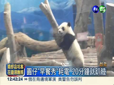 兩會尾聲 陳德銘赴動物園看圓仔