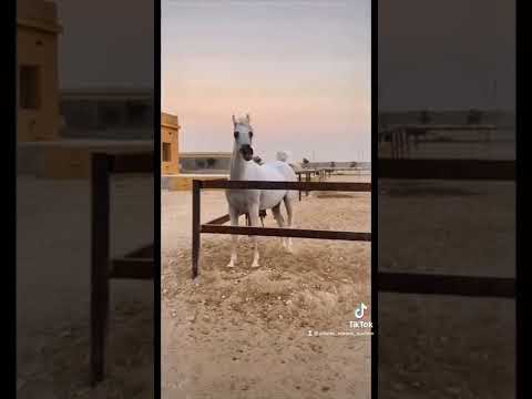 Dalal by ES Sarab ( Marajj x Majesty ) and out of GR Madarah ( GR Amaretto x Mareekah ) in Al Fares