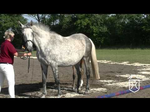 NF290 Stutfohlen von Asca   Quinar   Capitol I Apple Geräte HD Höchste Qualität