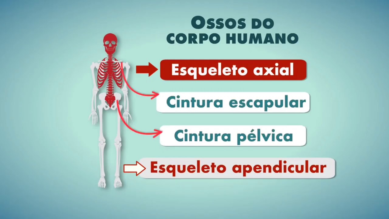 Ossos do Esqueleto Axial e Esqueleto Apendicular