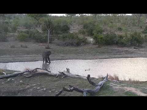 Djuma: Lone Elephant bull drinking at dam - 17:31 -  11/02/21