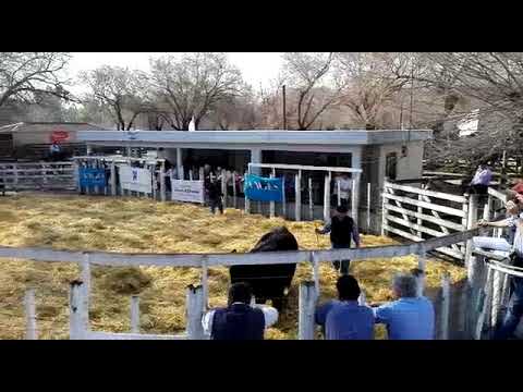 Cabaña Don Alfredo Remate 2018