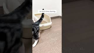 Where Did All The Cat Litter Goes?? 🙀