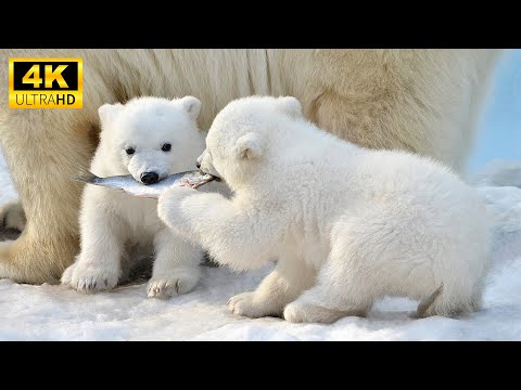 Wild Babies 4K (60FPS) - Amazing World Of Young Animals With Relaxing Music - Scenic Relaxation Film