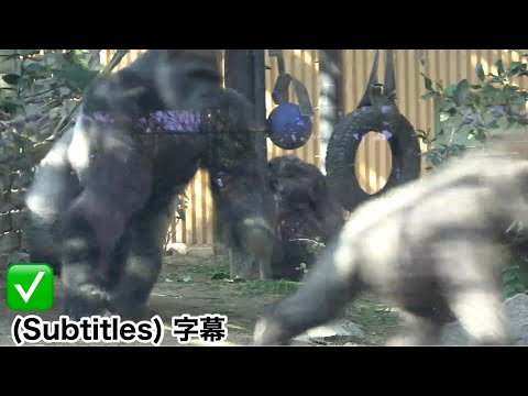 Mom Genki and baby gorilla fall from the rebar! Momotaro's behavior immediately afterwards.