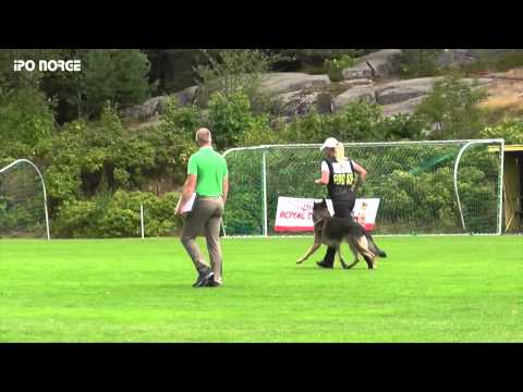 FCI NM IPO 2014 Karen Beathe Hauge Hero av Oddvarg - B