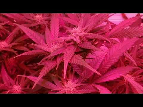 Mary Nfx- Ft Robot (Letra)