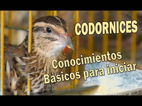 , title : 'CODORNICES CONOCIMIENTOS BÁSICOS PARA INICIARSE EN LA COTORNICULTURA.'